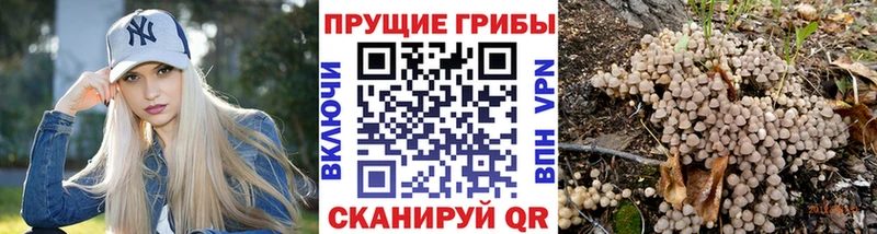 хочу   Галич  Псилоцибиновые грибы Psilocybe 